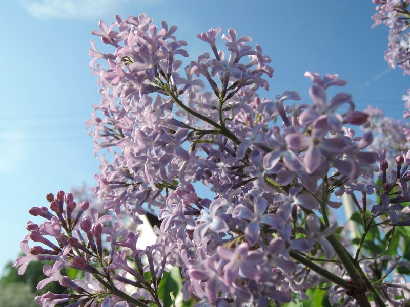 Zaproś BEZ do ogrodu – magiczne lilaki